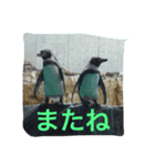 ペンギンの写真を使ったスタンプ（個別スタンプ：14）