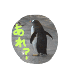 ペンギンの写真を使ったスタンプ（個別スタンプ：15）