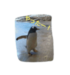 ペンギンの写真を使ったスタンプ（個別スタンプ：16）