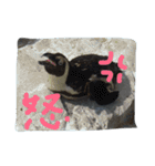 ペンギンの写真を使ったスタンプ（個別スタンプ：17）