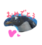 ペンギンの写真を使ったスタンプ（個別スタンプ：18）
