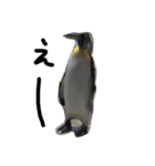 ペンギンの写真を使ったスタンプ（個別スタンプ：19）
