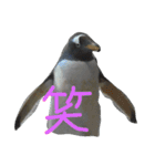 ペンギンの写真を使ったスタンプ（個別スタンプ：20）