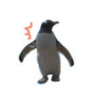 ペンギンの写真を使ったスタンプ（個別スタンプ：21）