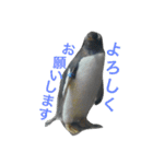ペンギンの写真を使ったスタンプ（個別スタンプ：23）