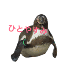ペンギンの写真を使ったスタンプ（個別スタンプ：24）