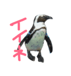 ペンギンの写真を使ったスタンプ（個別スタンプ：27）