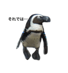 ペンギンの写真を使ったスタンプ（個別スタンプ：28）