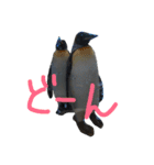 ペンギンの写真を使ったスタンプ（個別スタンプ：31）