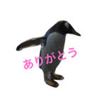 ペンギンの写真を使ったスタンプ（個別スタンプ：32）