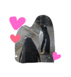 ペンギンの写真を使ったスタンプ（個別スタンプ：33）