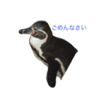 ペンギンの写真を使ったスタンプ（個別スタンプ：34）