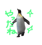 ペンギンの写真を使ったスタンプ（個別スタンプ：35）