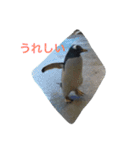 ペンギンの写真を使ったスタンプ（個別スタンプ：37）