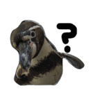 ペンギンの写真を使ったスタンプ（個別スタンプ：38）