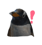 ペンギンの写真を使ったスタンプ（個別スタンプ：39）