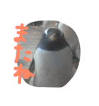 ペンギンの写真を使ったスタンプ（個別スタンプ：40）