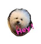 Rodem the Bichon  English Ver.（個別スタンプ：1）