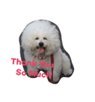 Rodem the Bichon  English Ver.（個別スタンプ：2）