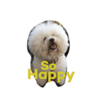 Rodem the Bichon  English Ver.（個別スタンプ：3）