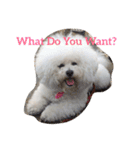 Rodem the Bichon  English Ver.（個別スタンプ：6）