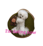 Rodem the Bichon  English Ver.（個別スタンプ：7）