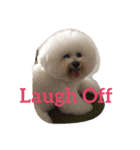 Rodem the Bichon  English Ver.（個別スタンプ：8）