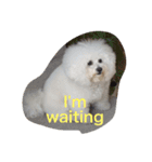 Rodem the Bichon  English Ver.（個別スタンプ：9）