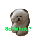 Rodem the Bichon  English Ver.（個別スタンプ：10）
