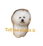 Rodem the Bichon  English Ver.（個別スタンプ：12）