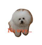Rodem the Bichon  English Ver.（個別スタンプ：13）