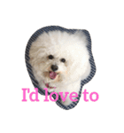 Rodem the Bichon  English Ver.（個別スタンプ：14）