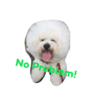 Rodem the Bichon  English Ver.（個別スタンプ：15）
