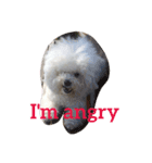 Rodem the Bichon  English Ver.（個別スタンプ：16）