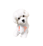 くうちゃま（個別スタンプ：1）