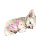 くうちゃま（個別スタンプ：4）