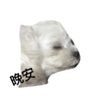 cutedogmybaby（個別スタンプ：1）