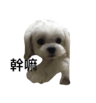 cutedogmybaby（個別スタンプ：2）