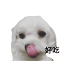 cutedogmybaby（個別スタンプ：3）