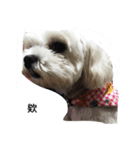 cutedogmybaby（個別スタンプ：4）