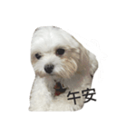 cutedogmybaby（個別スタンプ：5）