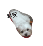 cutedogmybaby（個別スタンプ：6）