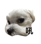 cutedogmybaby（個別スタンプ：7）