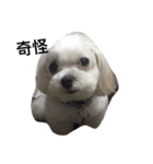 cutedogmybaby（個別スタンプ：8）