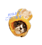 ロジィ ライフ（個別スタンプ：3）