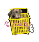 DOG LIFE2（個別スタンプ：1）