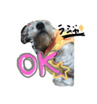 DOG LIFE2（個別スタンプ：2）