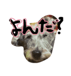 DOG LIFE2（個別スタンプ：3）