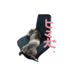 DOG LIFE2（個別スタンプ：5）