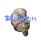 DOG LIFE2（個別スタンプ：8）